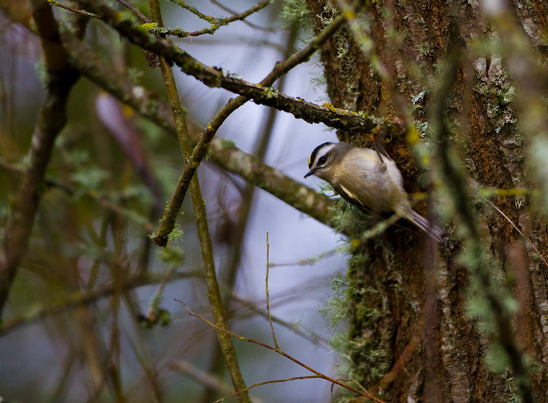 Golden-Crowned Kinglet